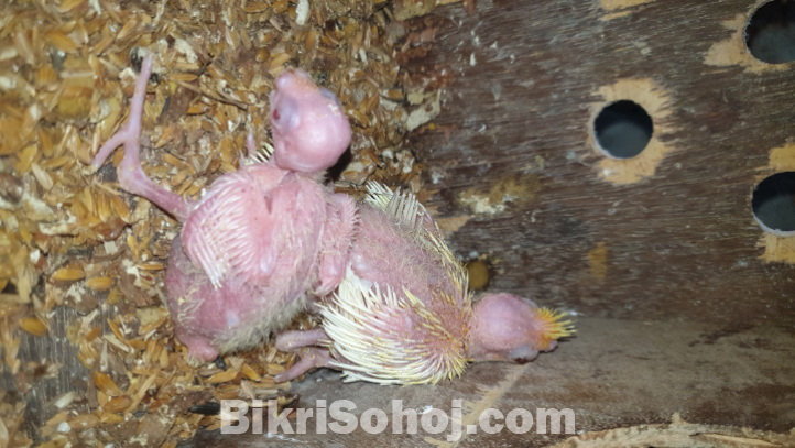 Cockatiel muster breeding pair with 2 baby